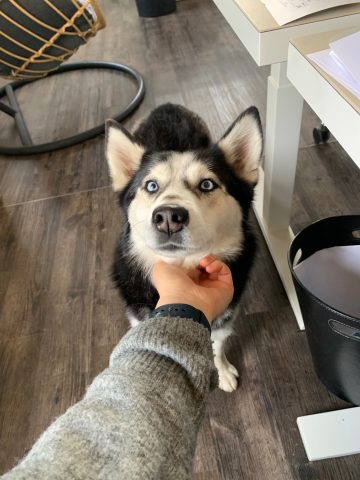 Eine Person streichelt einen schwarz-weißen Husky mit blauen Augen in einem Haus neben einem Schreibtisch.